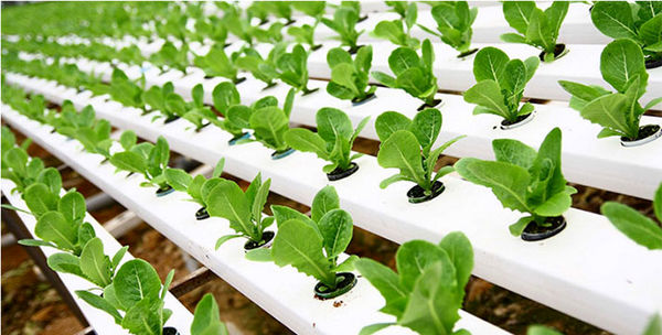 افزایش راندمان تولید مستلزم استفاده از روش‌های نوین تغذیه گیاهی است