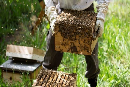 برداشت عسل از 67 هزار کلنی شهرستان رابر