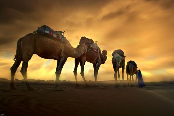 شکیبایی شتر و استقامت شنزار، زیر نگاه «ساربان‌یار» / دو میلیون داده مکانی تولید شد