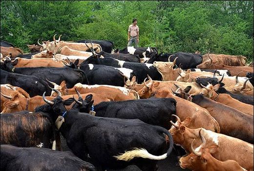 گاوهای بومی اصفهان منقرض شد/ خطر در کمین بز و گوسفند بومی