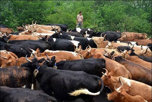 گاوهای بومی اصفهان منقرض شد/ خطر در کمین بز و گوسفند بومی