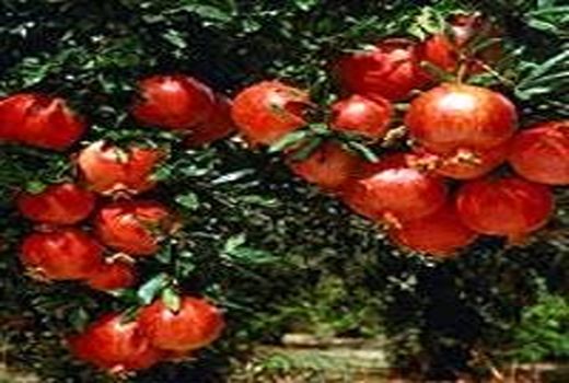 تولید سالانه ۱۷ هزار تن انار در باغات شهرستان باغملک