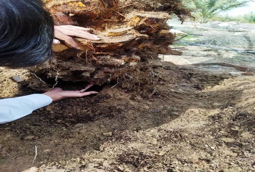 بیش از 870 نخل آلوده به سوسک در خنج شناسایی شد