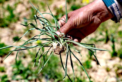 صدور مجوز برداشت گیاهان دارویی، صنعتی و خوراکی مرتعی ممنوع شد