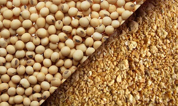 جایگزینی کنجاله سویا در خوراک دام و طیور امکان‌پذیر نیست