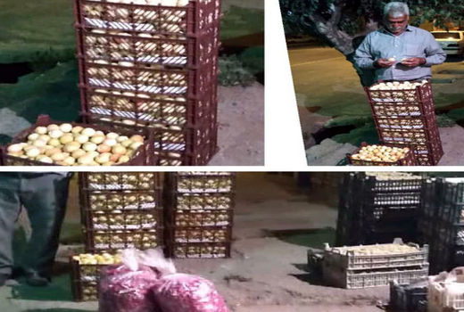 آغاز  برداشت زردآلو در بخش سیه رود شهرستان جلفا