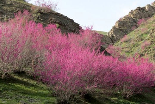 دره ارغوان؛ بهشت رنگ‌ها در خراسان شمالی