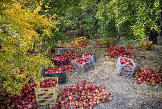 استفاده از نهاده‌های مناسب برای توسعه باغات فارس