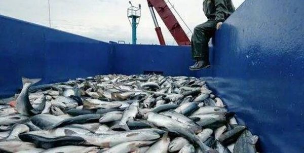 افزایش ۳۲ درصدی صادرات آبزیان کشور