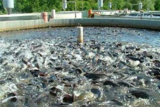 وجود بیش از 700 استخر پرورش ماهی در خراسان جنوبی