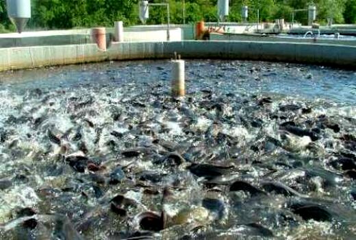 وجود بیش از 700 استخر پرورش ماهی در خراسان جنوبی