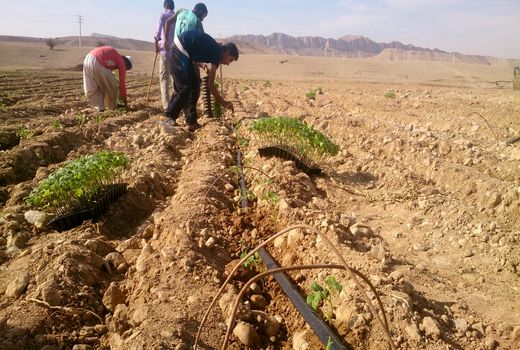 آغاز کشت نشایی گوجه فرنگی در فراشبند 