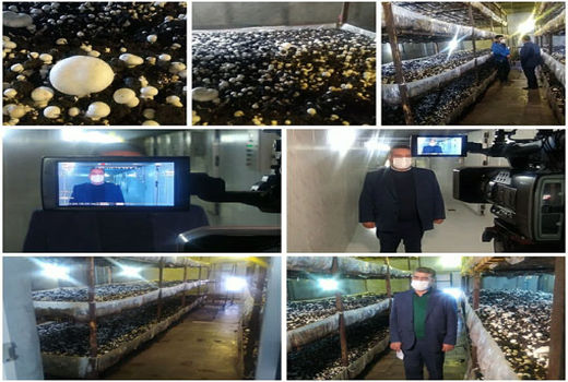 تولید بیش از 12۰۰ تن قارچ خوراکی در شهرستان تبریز