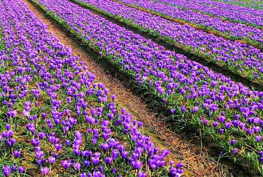 حمایت‌های لازم برای توسعه کشت زعفران در دامغان انجام می‌شود