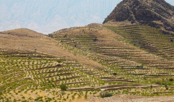کشاورزی کردستان در مسیر توسعه پایدار