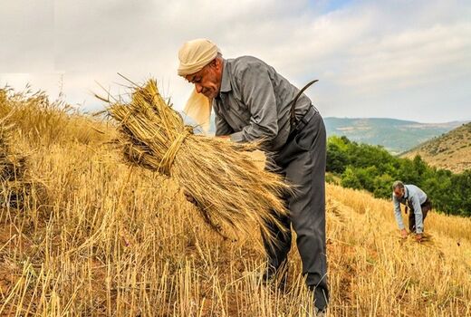 چگونه از زمین دیم محصول بیشتری برداشت کنیم