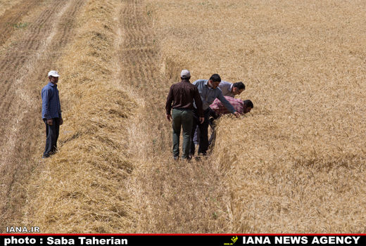 برگزاری کارگاه‌های آموزشی کاشت، داشت و برداشت در نظرآباد