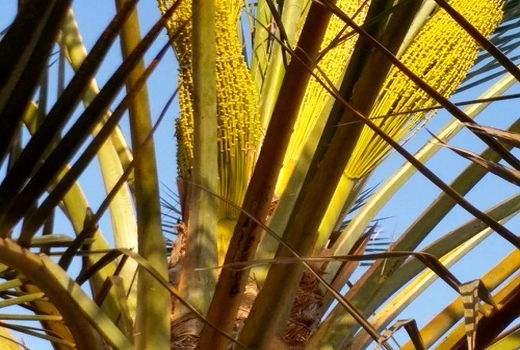 گرده افشانی در نخلستان های شهرستان مُهر ادامه دارد