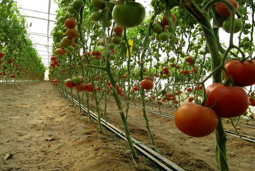 تولید سالانه 46 هزارتن انواع محصولات گلخانه‌ای درسیستان وبلوچستان