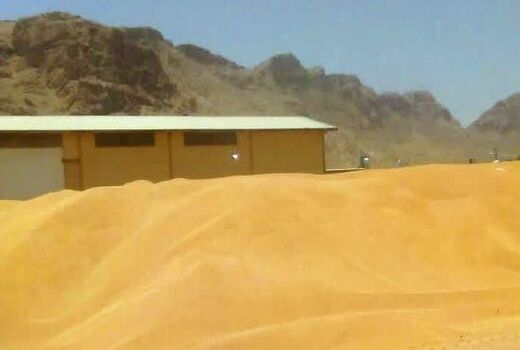 تولید گندم در استهبان به 13 هزار تن رسید   