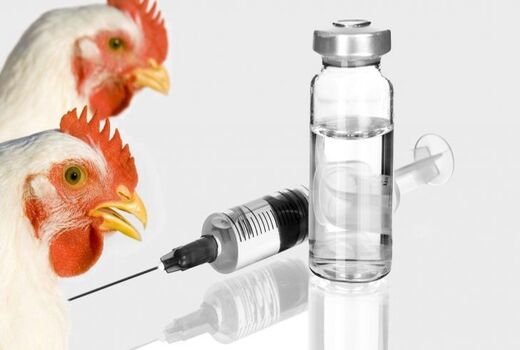 آنفلوآنزای فوق حاد پرندگان در خراسان شمالی مشاهده نشده است 