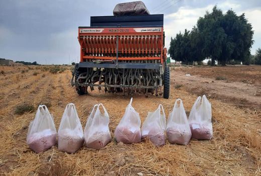 اجرای طرح مقایسه ارقام کاشت مزارع گندم در شهرستان دهلران