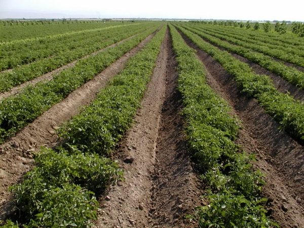 لزوم تغییر الگوی کشت در مزارع خراسان شمالی