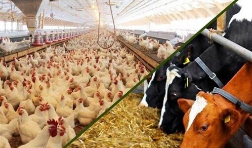 صادرات، اولویت اصلی عبور صنعت خوراک دام از رکود