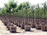 توزیع 200 هزار نهال یارانه‌ای در بخش کشاورزی هرمزگان