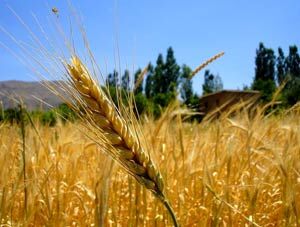 گسترش خرید گندم در سراسر کشور/ خرید تضمینی 5.6 میلیون تن گندم تاکنون