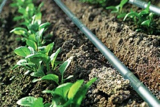 پنج هزار میلیارد ریال تسهیلات کشاورزی در استان بوشهر جذب شد