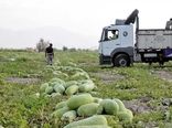 کشت هندوانه ایرانی در افغانستان