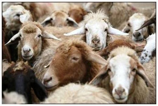 افزایش 12 درصدی تعداد دام سبک کشور در پاییز 99