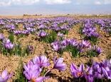 بخشی از نظارت بر خرید حمایتی زعفران باید غیرمحسوس باشد