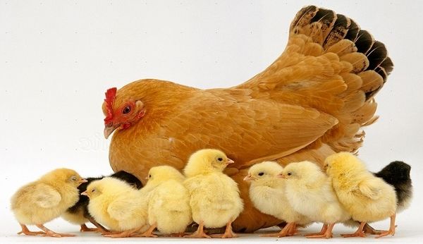 23 درصد از واحدهای مرغ مادر غیرفعال هستند/ ارزش 13.5 هزار میلیارد ریالی تولیدات مؤسسه‌های مرغ مادر