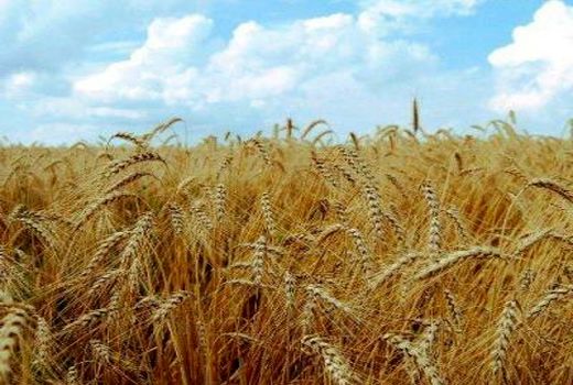 مبارزه با آفت سن مادری در سطح ۷۰ هکتار از اراضی کشاورزی استان سمنان انجام شد