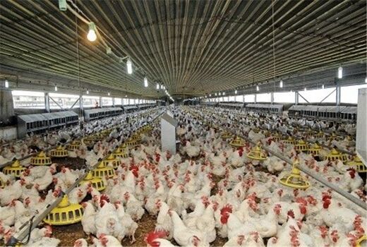 برای خرید مرغ از تولیدکنندگان خراسان شمالی با محدودیت زیرساختی مواجه هستیم