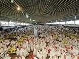 برای خرید مرغ از تولیدکنندگان خراسان شمالی با محدودیت زیرساختی مواجه هستیم