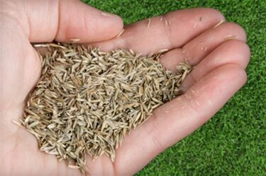 صدور مجوز سالانه برای واردات بیش از 100 تقاضای جدید از سوی حفظ نباتات/ ورود چمدانی محصولات کشاورزی به قصد هدیه مجاز است