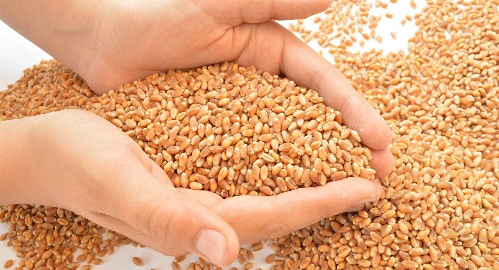 تغییر در ساختار شرکت بازرگانی دولتی برای مباشری گندم در بورس/ خودکفایی گندم در کشور تثبیت شده است