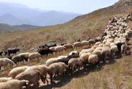 مبارزه با قاچاق دام در استان سمنان جدی‌تر می‌شود