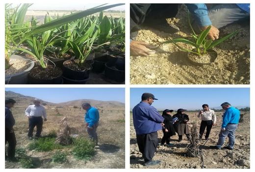 احداث باغ مادری خرمای مجول در کازرون