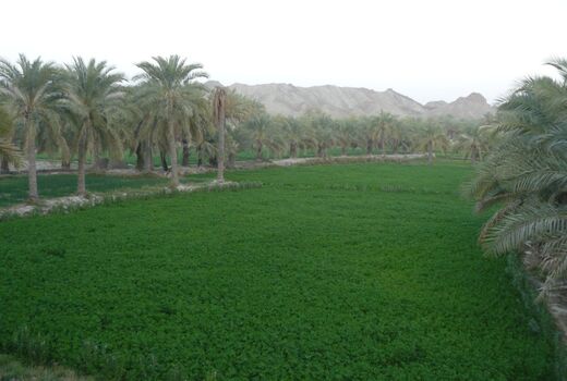 بخشودگی خسارت تاخیر تادیه برای مستاجران و بهره برداران اراضی واگذار شده ملی و دولتی