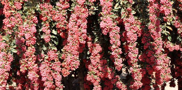 آغاز برداشت زرشک از چهار هزار هکتار باغ‌های زیرکوه