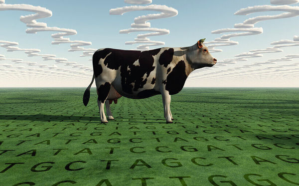 پرورش و اصلاح نژاد دام‌های اقتصادی در استان‌ها آغاز شد