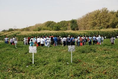 هشتمین تور آموزشی، ترویجی و پژوهشی مقایسه ارقام اصلاح شده سبزی و صیفی و ذرت