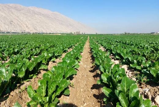 کشت چغندر قند بهاره در 3800 هکتار از مزارع مرودشت