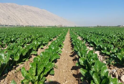 کشت چغندر قند بهاره در 3800 هکتار از مزارع مرودشت