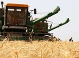 کاهش وسعت زیر کشت گندم در اصفهان