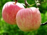 خشکسالی، عطر سیب گلاب را گرفت